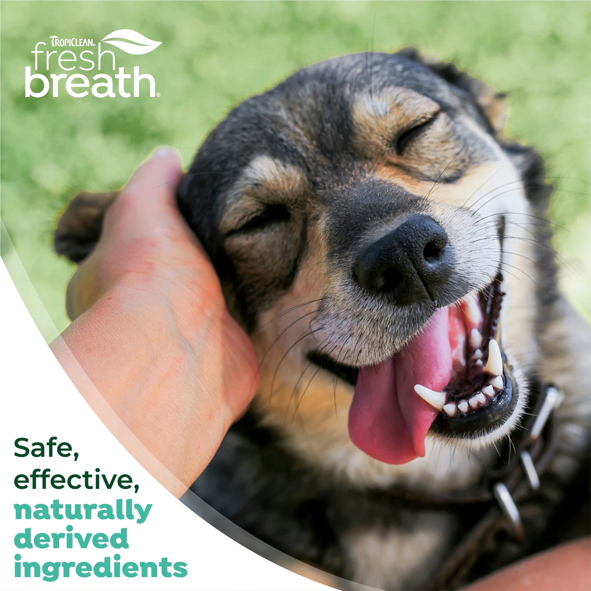 TropiClean Fresh Breath Plaque & Tartar Control Kit for Dogs