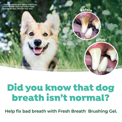 TropiClean Fresh Breath Plaque & Tartar Control Kit for Dogs
