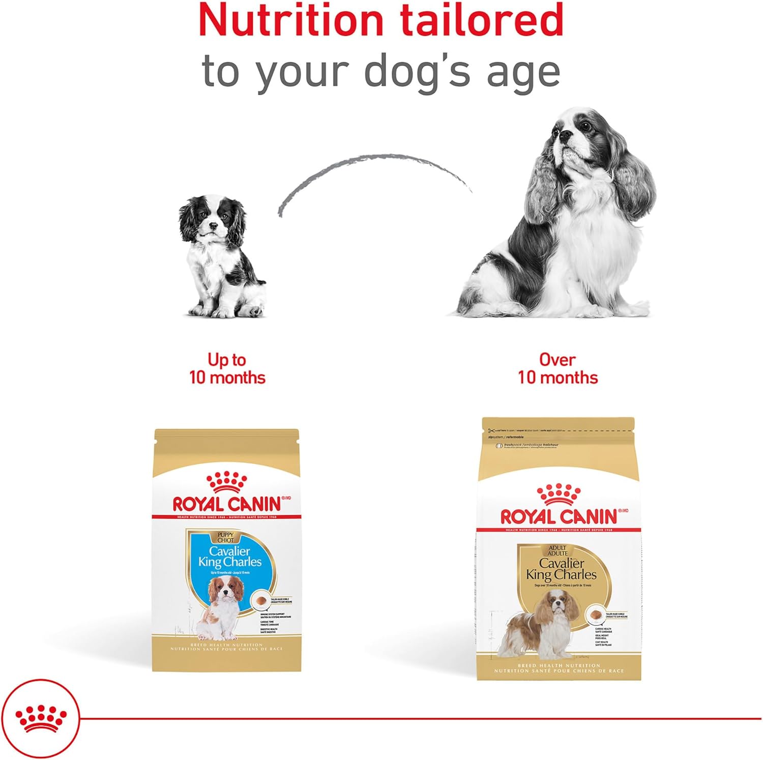 Royal Canin Breed Health Nutrition Cavalier King Charles Puppy Dry Dog Food