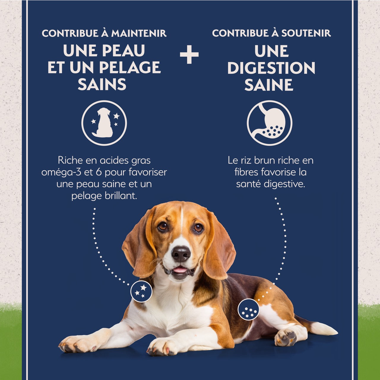 Natural Balance Limited Ingredient Diet Vegetarian Adult Dry Dog Food