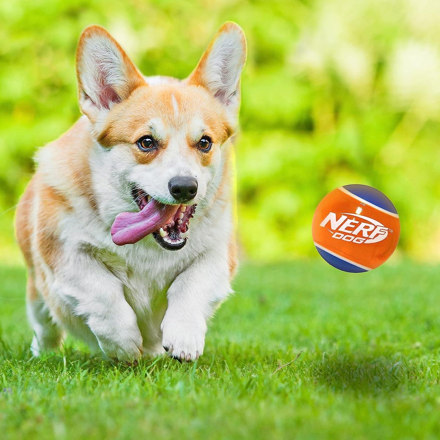 Nerf Puppy & Small Dog TPR Ball Dog Toy  Dog Toys  | PetMax Canada