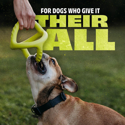 Benebone Natural Rubber Tug Dog Toy