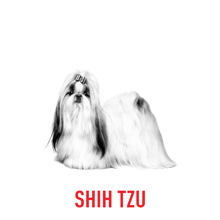 Optimal nutrition for Shih Tzus with Royal Canin's Breed Specific Health and Nutrition formula.