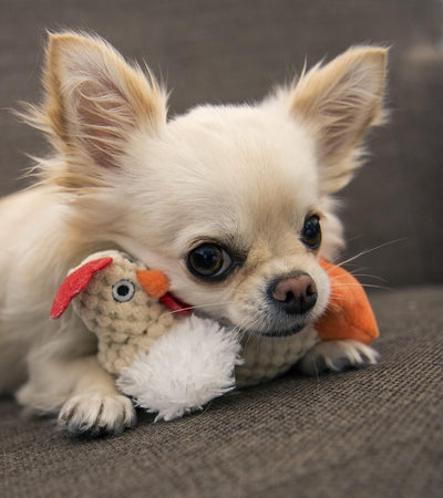 goDog Just For Me Fat White Rooster Plush Dog Toy - Small dog playing with the rooster - PetMax Canada