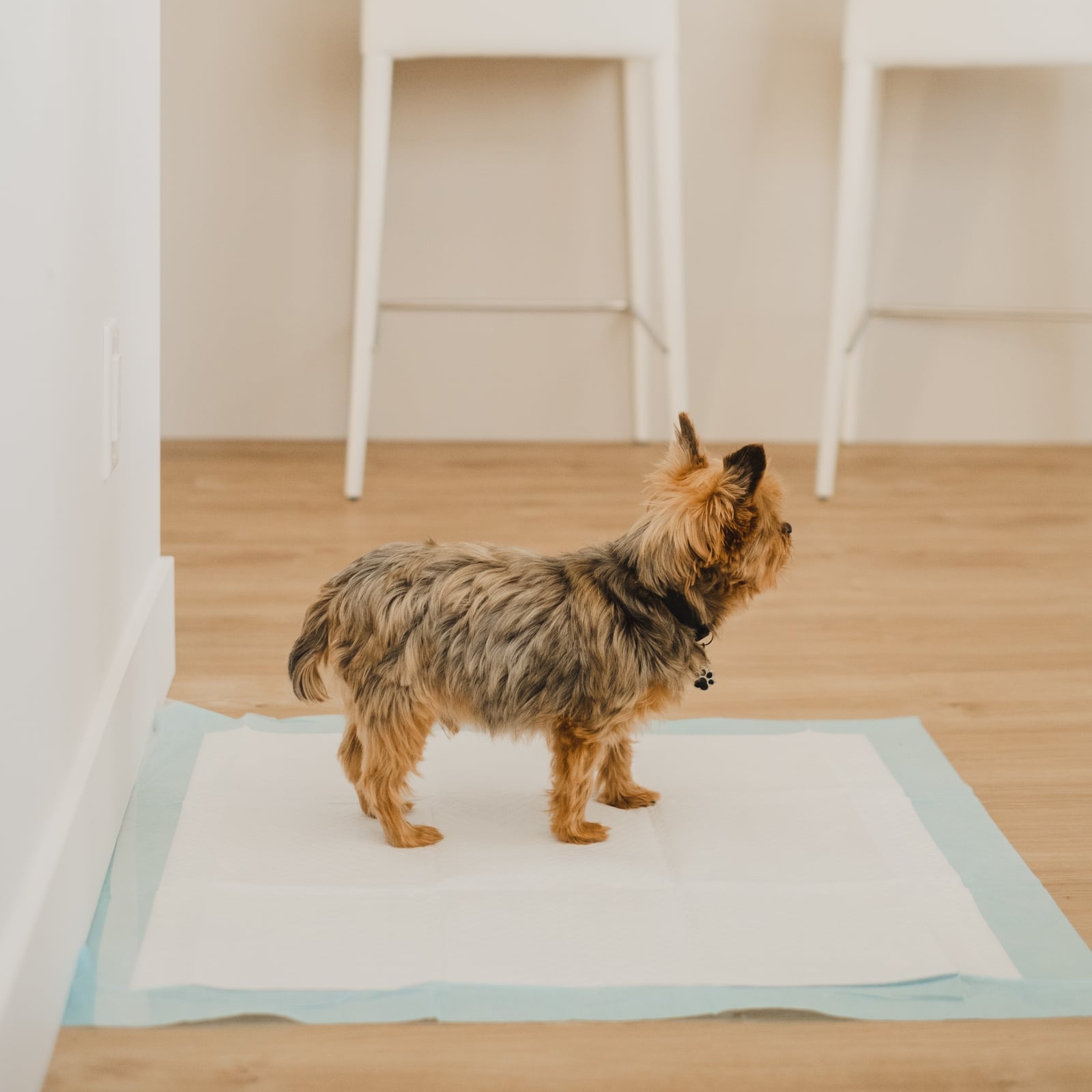 Bud-Z Disposable Puppy Training Pads