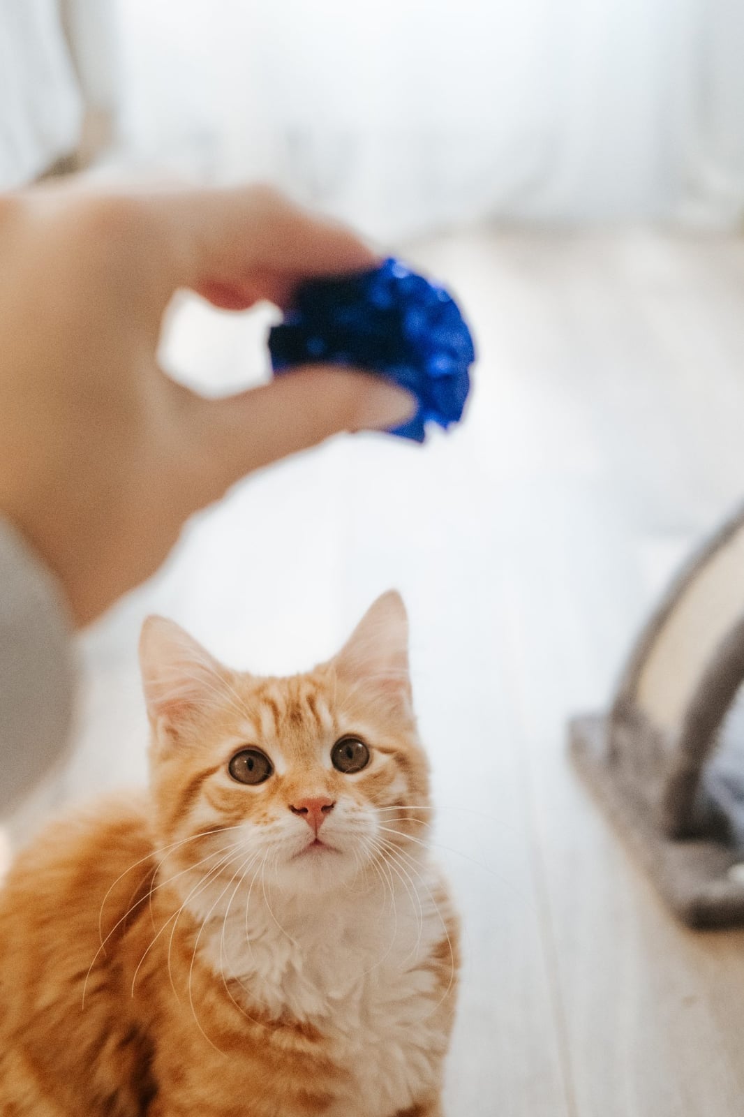 Bud Z Cat Toy Bulk Coloured Paper Crinkle Ball