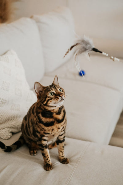 Bud-Z Cat Toy Feather Duster Eagle