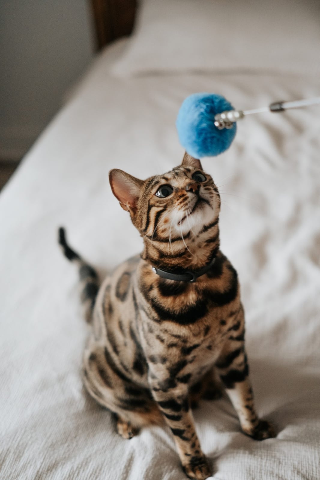 Bud-Z Cat Wand Toy Feather Duster Cardinal
