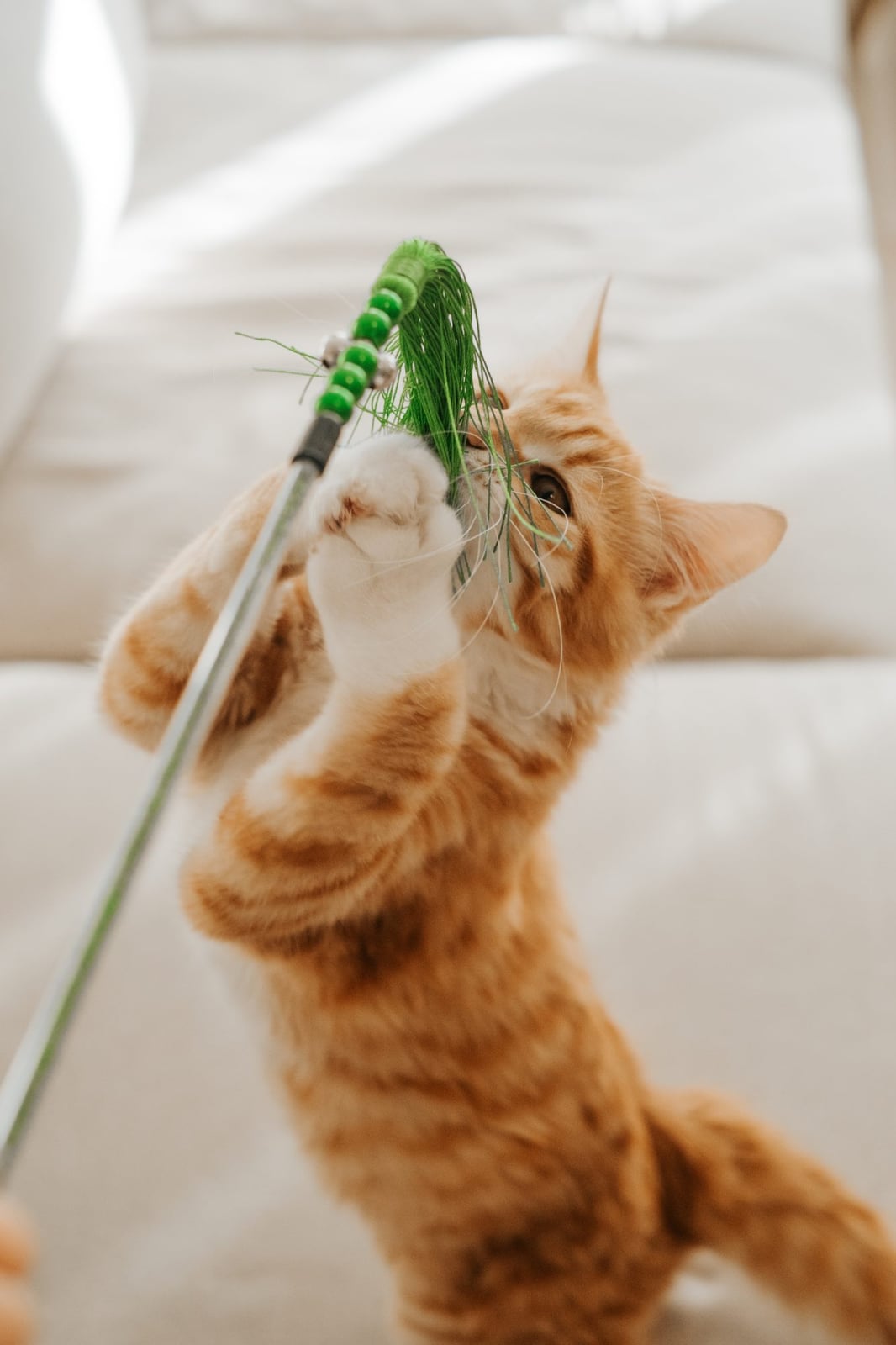 Bud Z Cat Toy Feather Duster Inseparable Cat