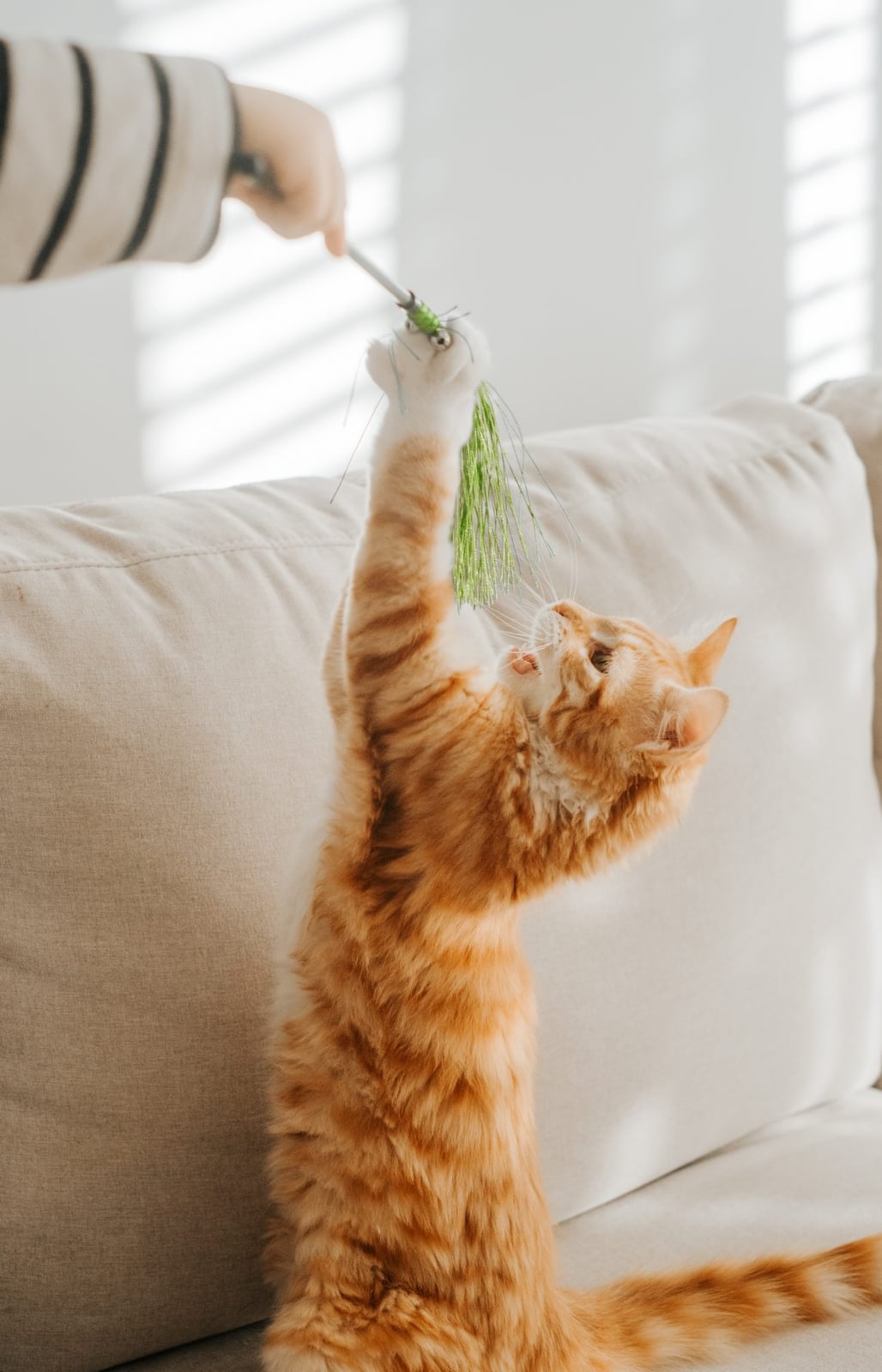 Bud Z Cat Toy Feather Duster Inseparable Cat