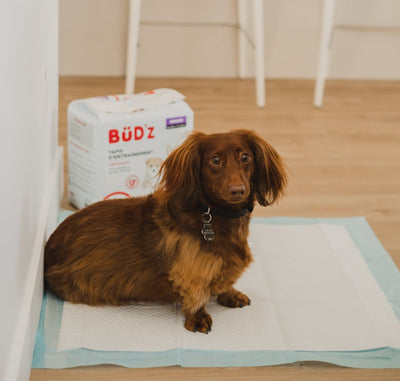 Bud Z Disposable Puppy Pad 30 Pack