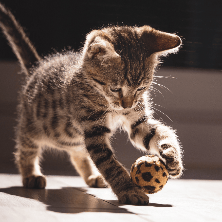 Cat toys
