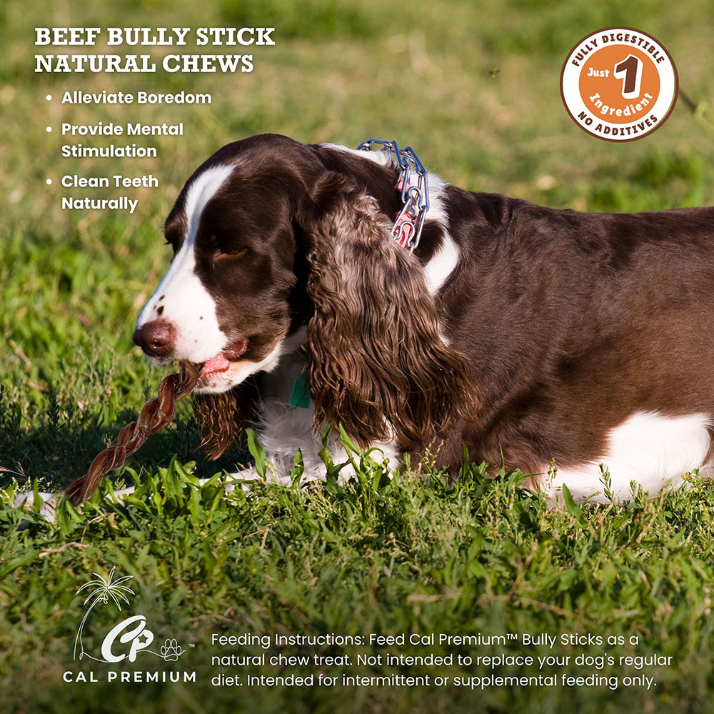 Cal Premium Twisted Bully Stick Dog Chew - Spaniel chewing a twisted bully stick outdoors - PetMax Canada