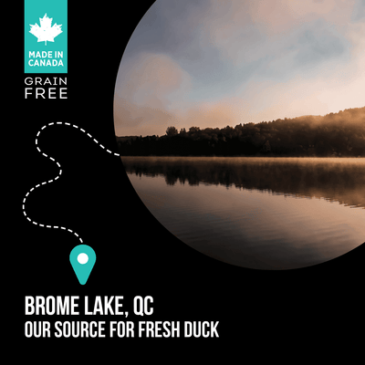 Nutrience Grain Free SubZero Duck & Pear Limited Ingredient Cat Food - 1.8 Kg - Cat Food - Nutrience Pet Food - PetMax Canada