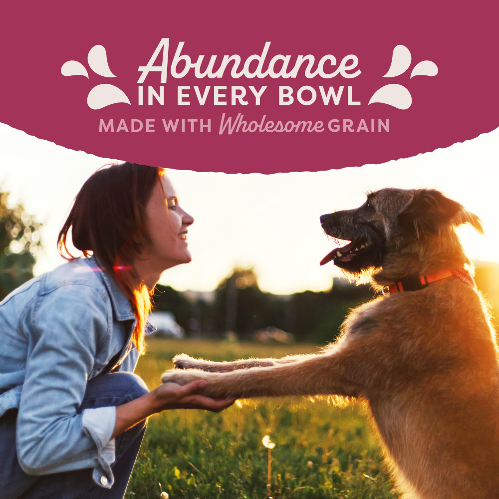 Natural Balance Original Ultra Fat Dogs Chicken & Salmon Low Calorie Wet Dog Food - 368g - lifestyle banner - woman with dog outdoors, 'Abundance In Every Bowl - Made With Wholesome Grain' (1000x1000) - Natural Balance - PetMax Canada