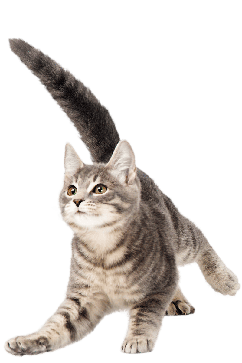 Cat food pouches and cans