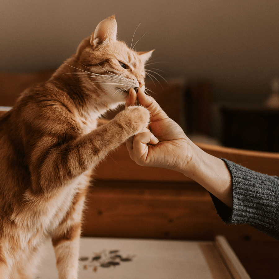Cat treats