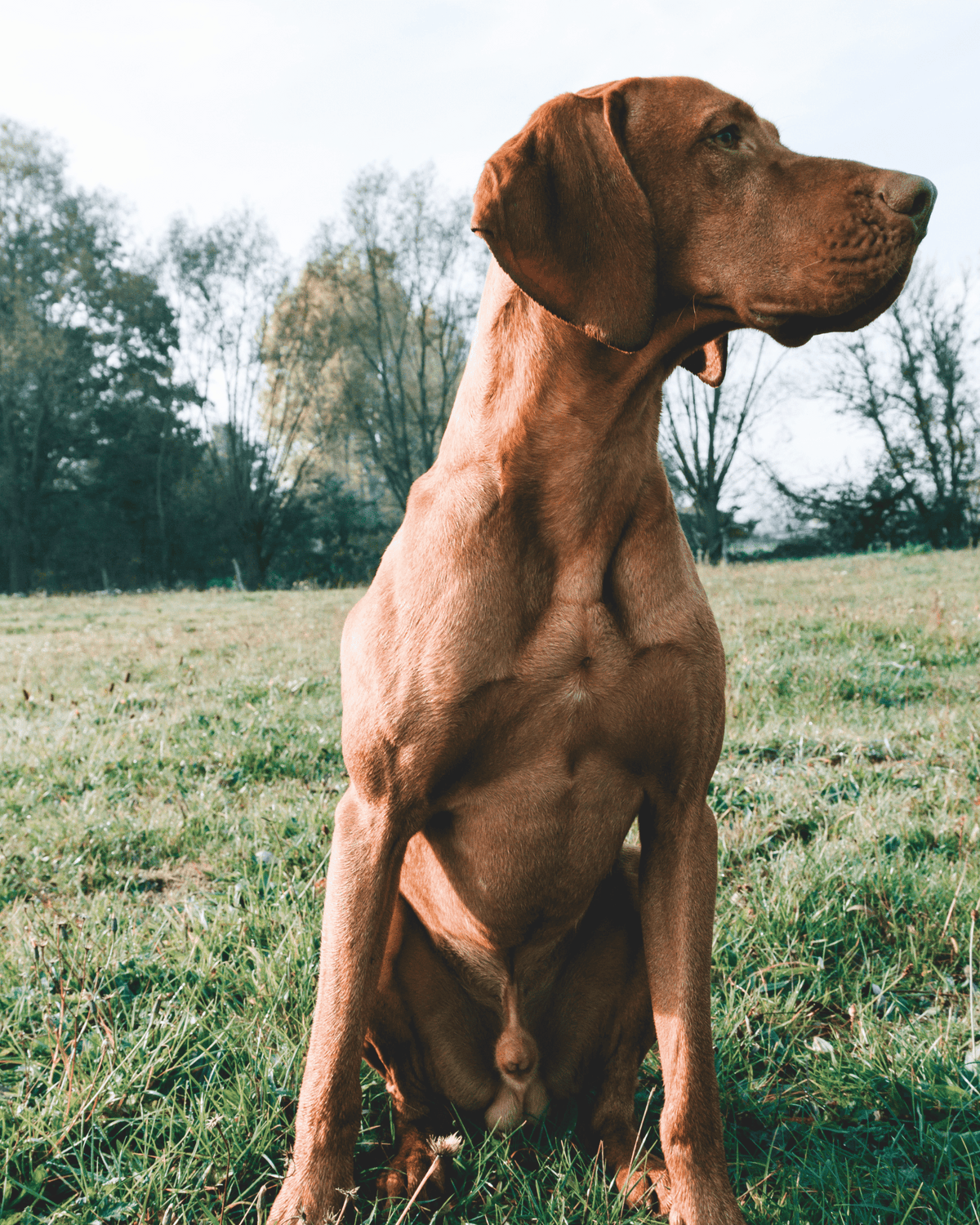 Your Shopping Cart – PetMax