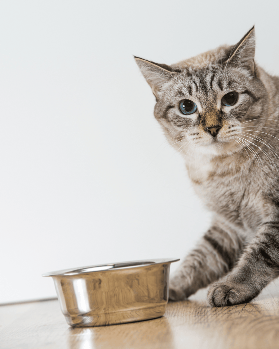 Dry cat food