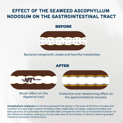 Forza10 Nutraceutic Active Colon Phase 1 Dry Dog Food