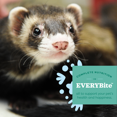 Oxbow Essentials Ferret Food - Complete Nutrition in Every Bite - Oxbow - PetMax Canada
