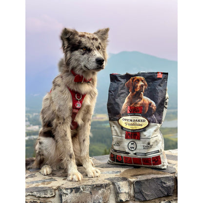 Dog sitting next to a bag of Oven-Baked Vitality dog food with a scenic background