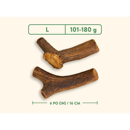 Bois de cerf naturel entier Dentler