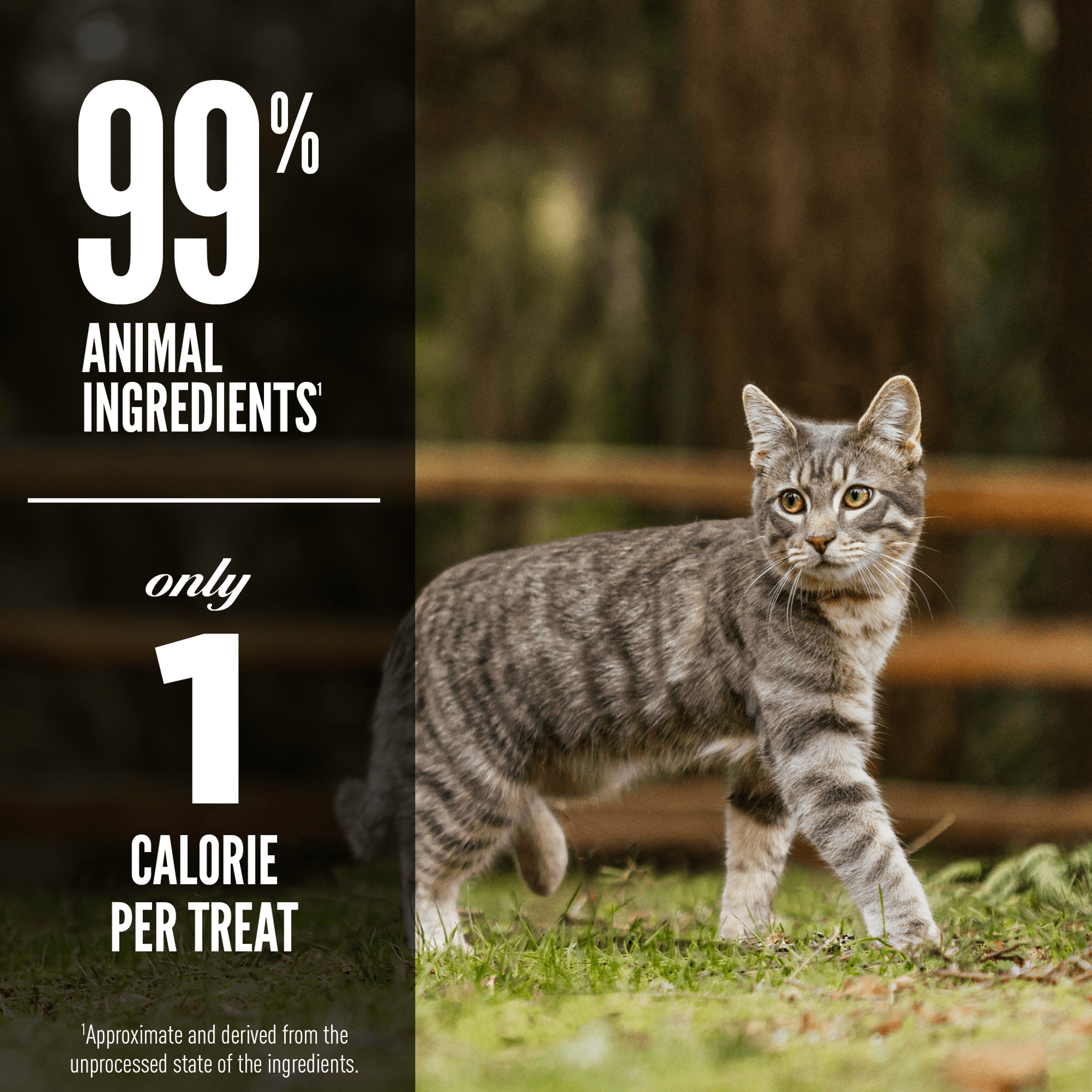 Orijen Freeze-Dried Cat Treats Six Fish - 35g - Cat Food - Orijen - PetMax Canada