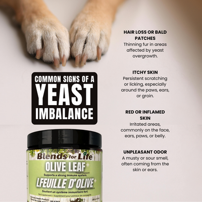 Blends For Life Green Olive Leaf+ Supplement For Dogs