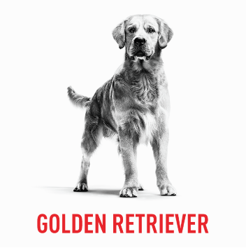 Breed-specific nutrition for Golden Retrievers from Royal Canin.