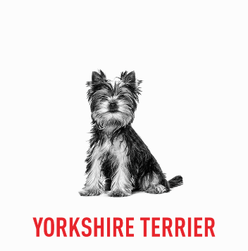 Royal Canin's Yorkshire Terrier Breed Specific formula, designed to support the unique needs of the breed.