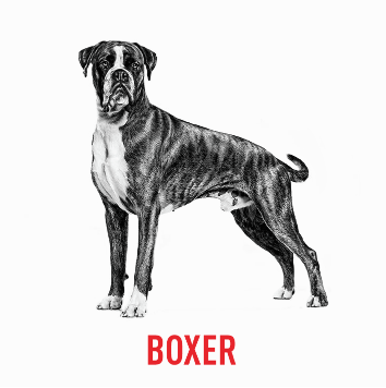 Boxer dog food from Royal Canin's Breed Specific Health and Nutrition line.