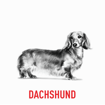Royal Canin's Dachshund Breed Specific formula, designed to support the unique needs of the breed.