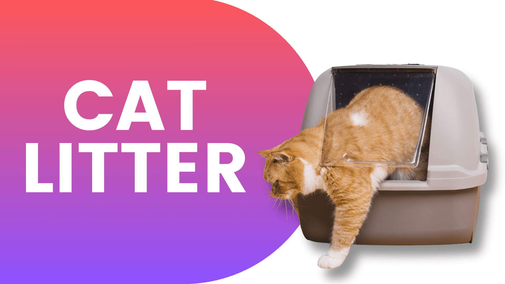 Shop Cat Litter Online | Popular Categories PetMax.ca