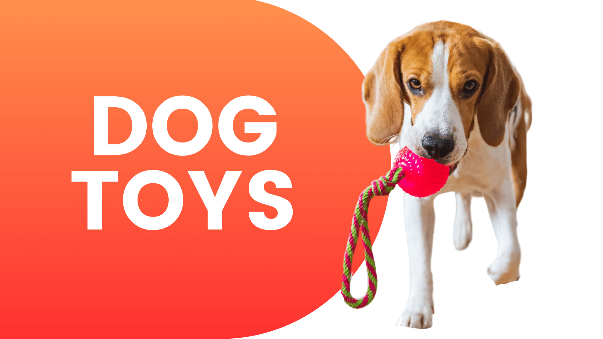 Shop Dog Toys Online | Popular Categories PetMax.ca