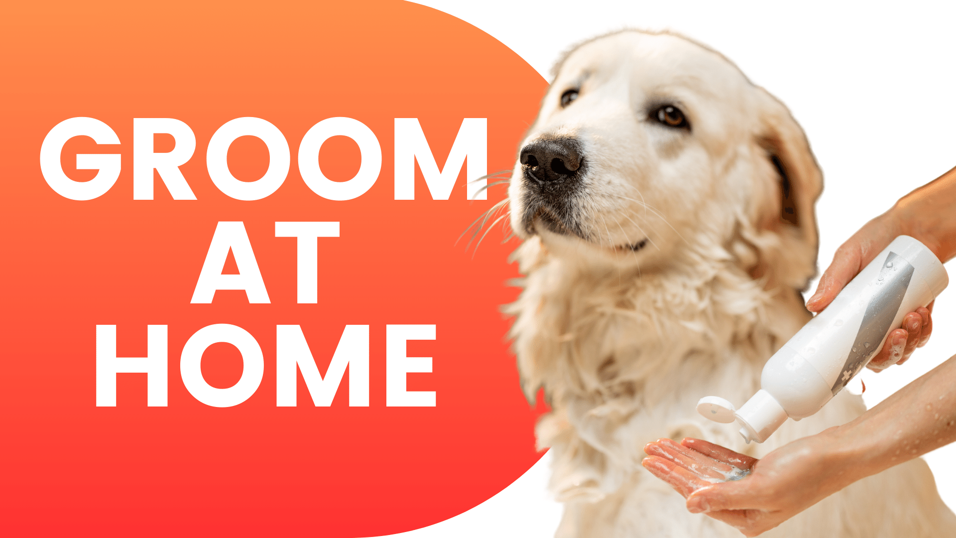 Shop Home Dog Grooming Products Online | Popular Categories PetMax.ca