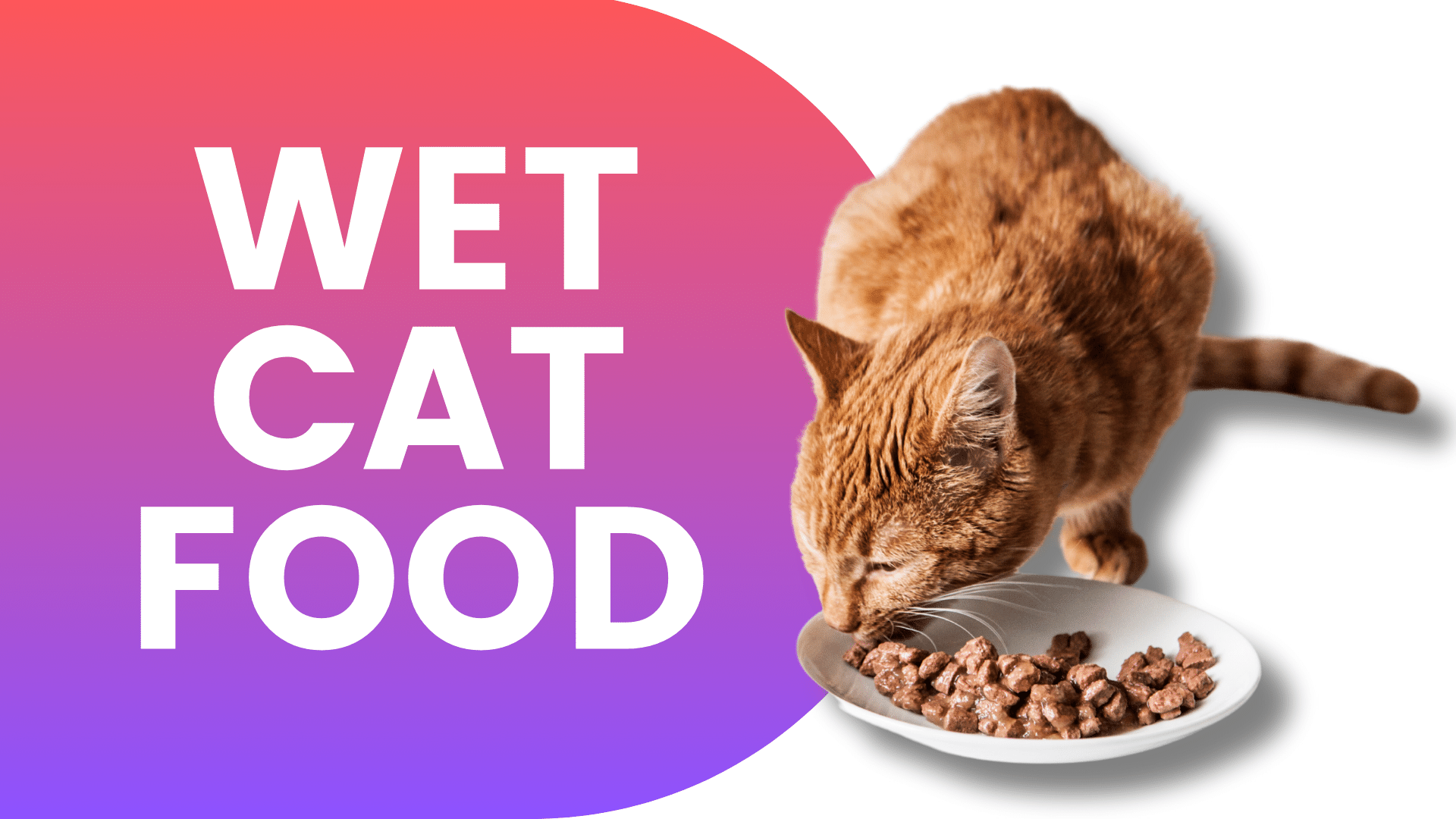 Shop Wet Cat Food Online | Popular Categories PetMax.ca