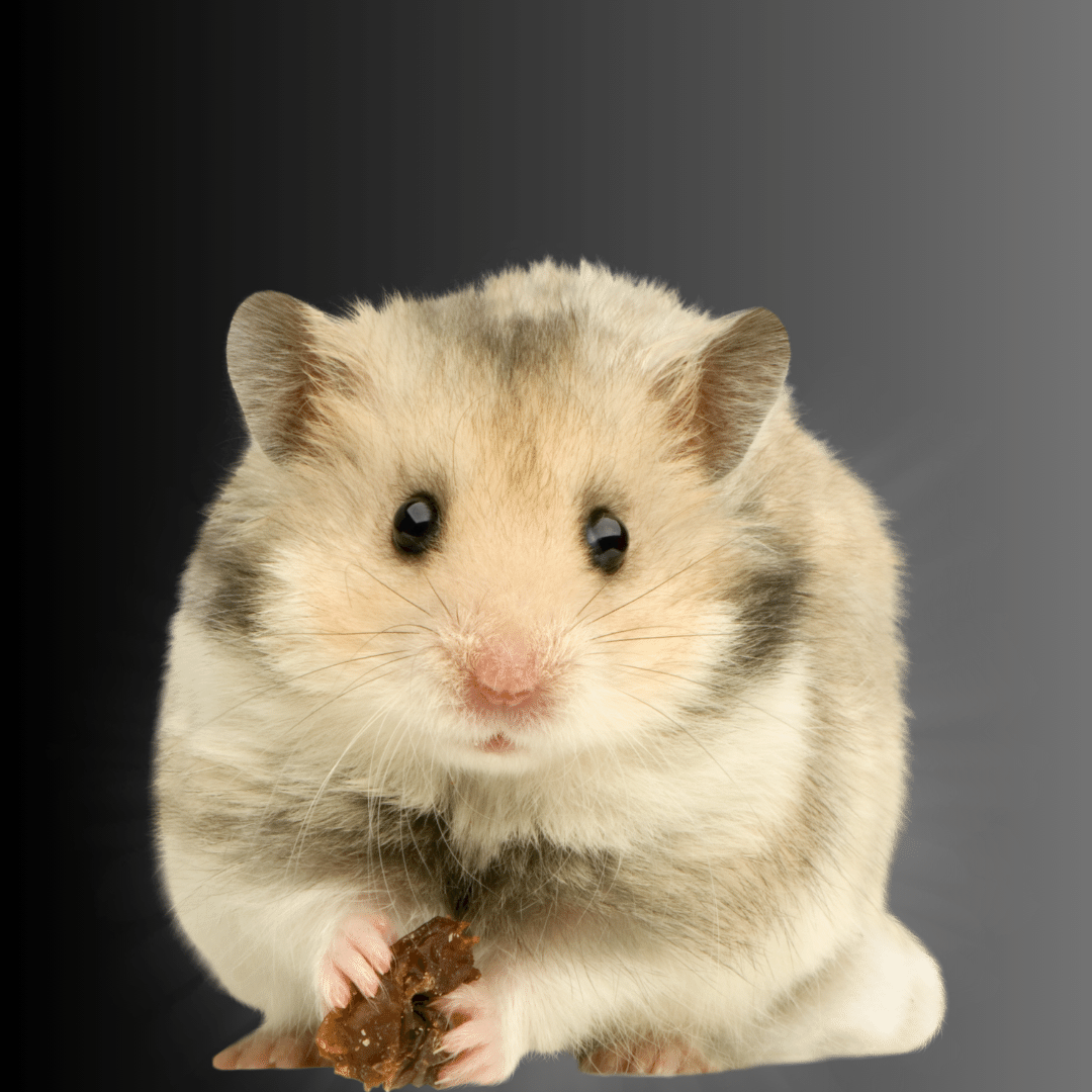 PetMax Pet Supplies & Pet Food en ligne au Canada Petits prix quotidiens