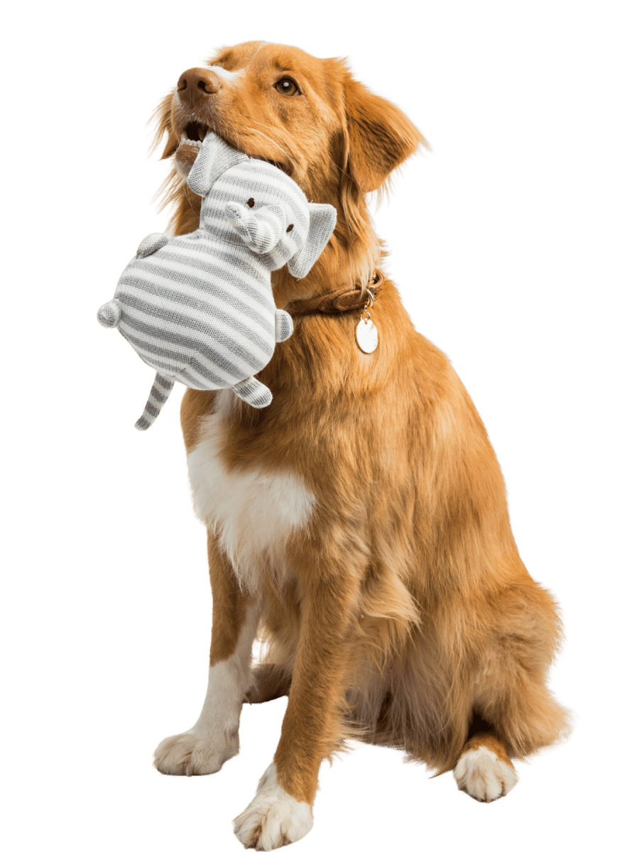 New dog and cat food bags