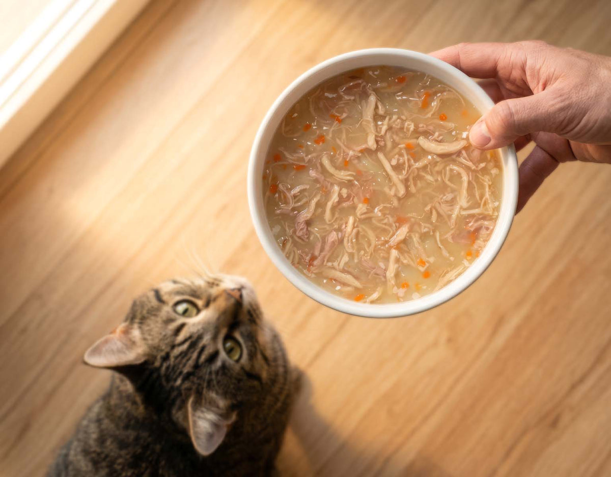 Catit Creamy Broth Chicken & Duck Cat Treats - bowl of broth served to a cat - PetMax Canada