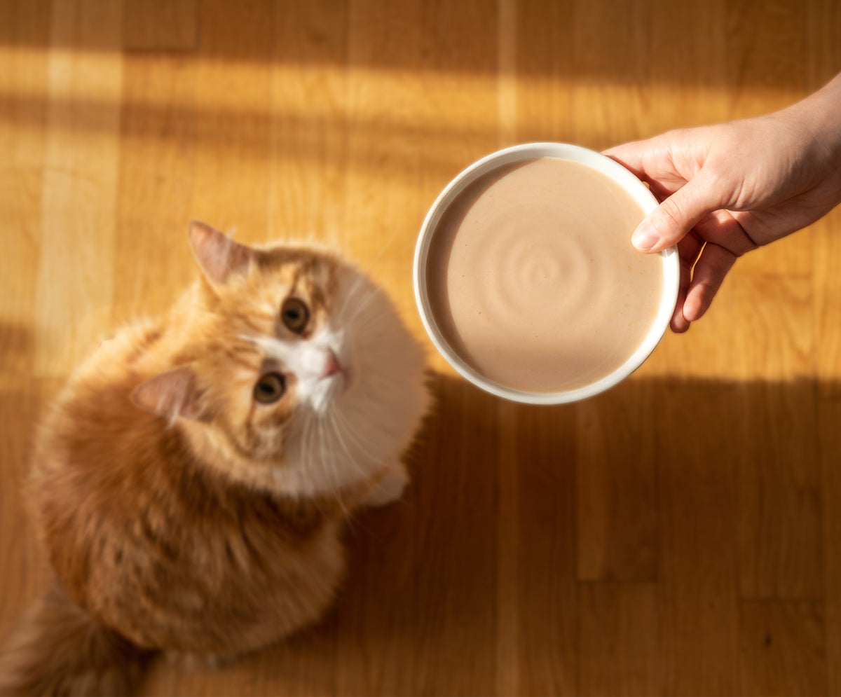 Catit Creamy Bisque Tuna & Crab Cat Treats - serving a bowl of Creamy Bisque to a cat - PetMax Canada
