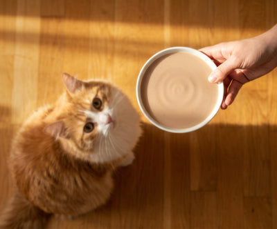 Catit Creamy Bisque Chicken & Liver Cat Treats - serving a bowl of Creamy Bisque to a cat - PetMax Canada