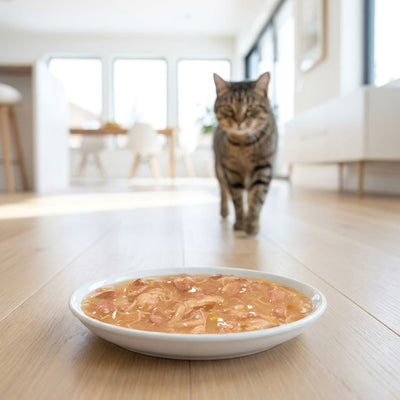 Catit Creamy Broth Chicken & Liver Cat Treats - cat walking up to a dish of broth - PetMax Canada