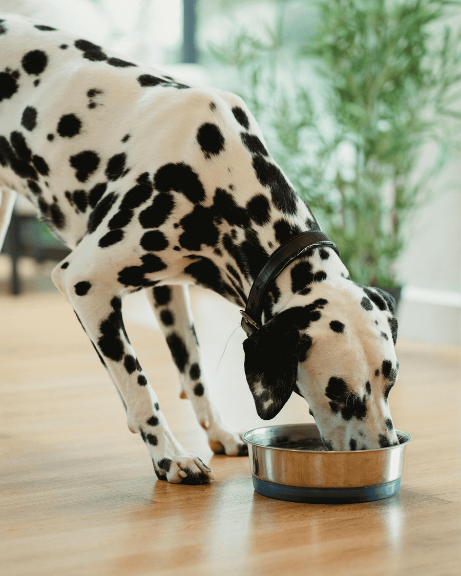 Wet dog food