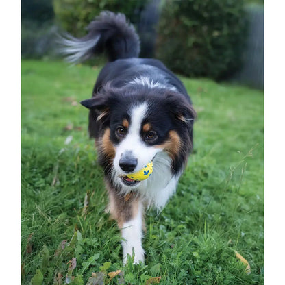 Zeus Nitro Weighted Ball With Rubber Core Dog Toy