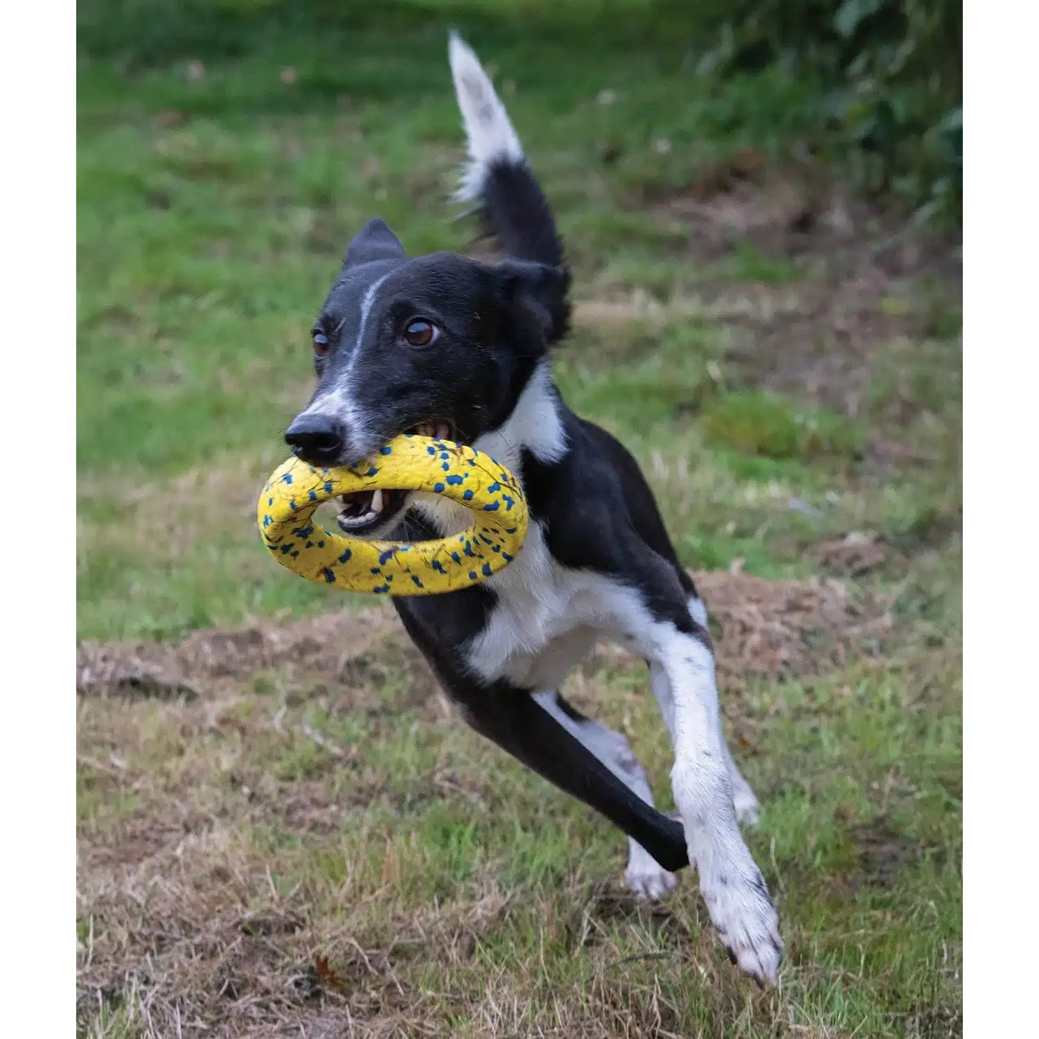 Zeus Nitro Ring Dog Toy