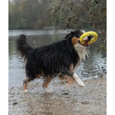 Zeus Nitro Ring Dog Toy