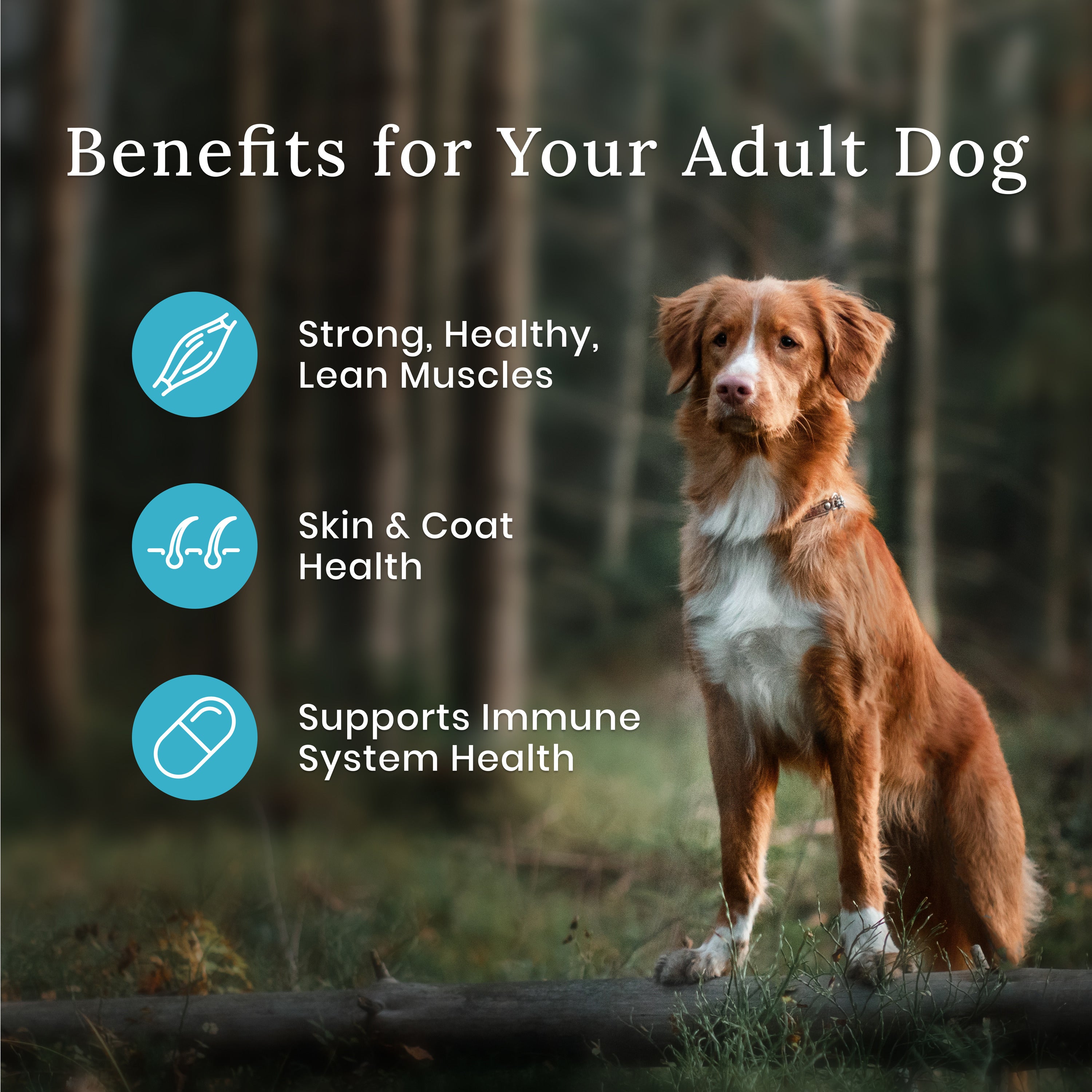 Blue Buffalo Wilderness With Healthy Grains Duck Adult Dry Dog Food - Image 4 - Blue Buffalo - PetMax Canada