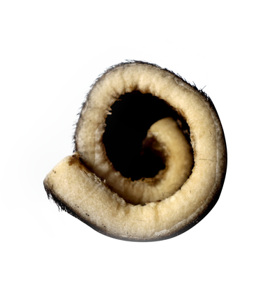 QT Dog Water Buffalo Hairy Roll Dog Chew - Cross-section showing the rolled water buffalo cheek - PetMax Canada