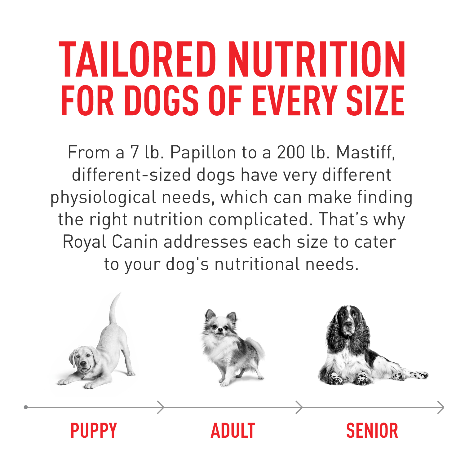 Royal Canin Size Health Nutrition: Tailored Nutrition for Dogs of Every Size - Discover Our Premium Dog Food Now!